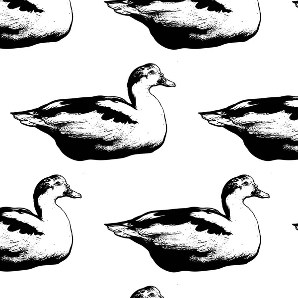 Modèle Vectoriel Avec Illustration Dessinée Main Canard Isolé Modèle Pour — Image vectorielle