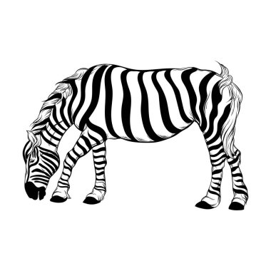 İzole zebra vektör el çizilmiş illüstrasyon.