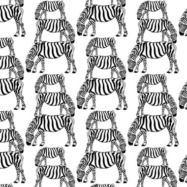El çizilmiş zebra izole illüstrasyon ile vektör deseni.