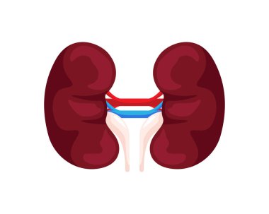 Sağlıklı iç insan böbrek Organ illüstrasyon