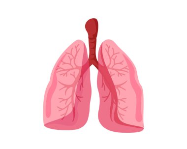 Sağlıklı akciğerler iç insan Organ illüstrasyon