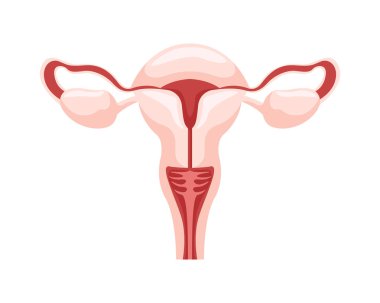 Sağlıklı iç insan dişi üreme organı illüstrasyon