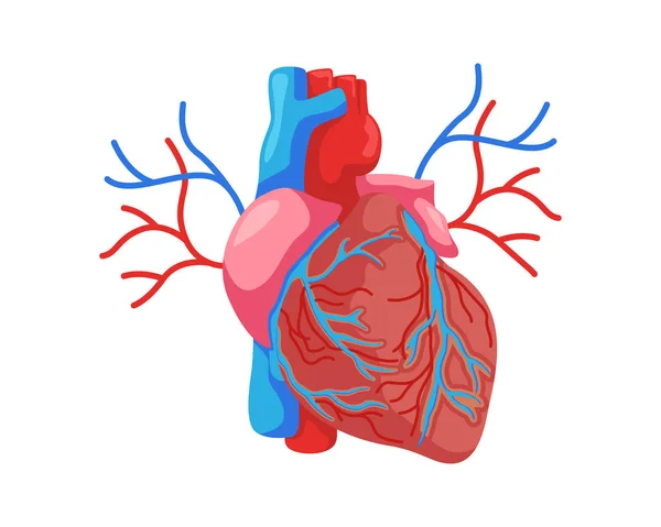 Illustration Interne Saine Organe Coeur Humain — Image vectorielle