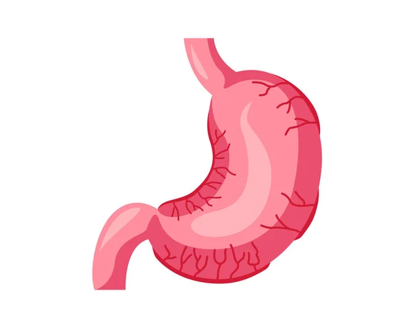 健全な内部人間胃臓器イラスト — ストックベクタ