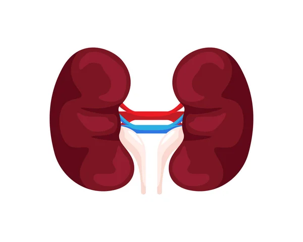 内部人間の健康な腎臓器官の図 — ストックベクタ