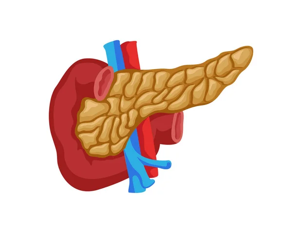 Páncreas Saludable Ilustración Órganos Humanos Internos — Vector de stock