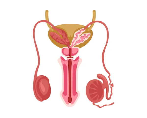 Healthy Male Reproductive Internal Human Organ Illustration — Stock Vector