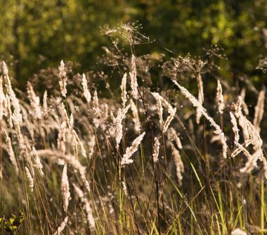 bir orman açıklıkta sonbaharda çim Makinası