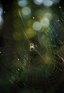 ormandaki bir ağaç üzerinde var bir örümcek web