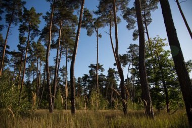 yüksek çam ormanı kenarında