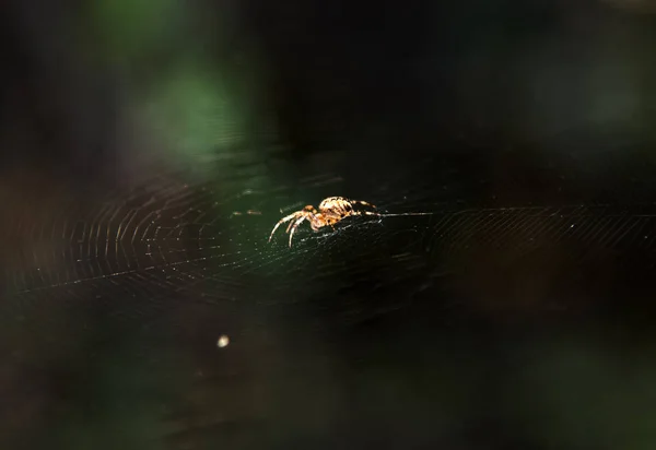 Floresta Uma Árvore Uma Aranha Teia — Fotografia de Stock