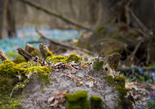 Moss Covered Stump Forest — Stock Photo, Image