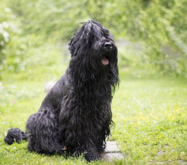 Köpek yeşil çimen