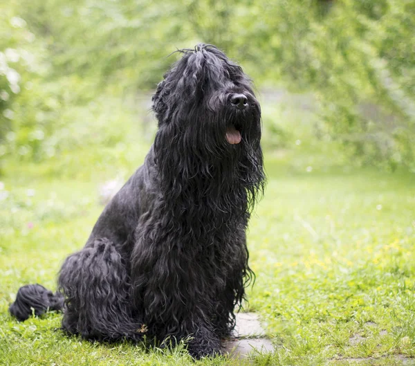 Köpek yeşil çimen