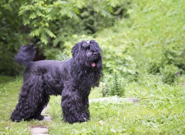Yeşil çimenlerin üzerinde siyah köpek