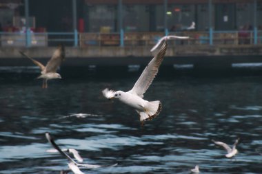 Karaköy Istanbul, Türkiye'de marmara Denizi üzerinde uçan martılar