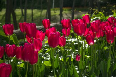 Kırmızı lalelerin çiçek lendiği tarlalar. Lale tarlası. Kırmızı laleli tarla.