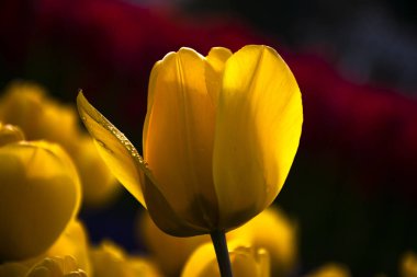 Sarı lalenin üzerine su damlası