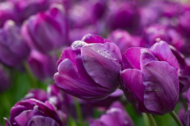 Pembe ve mor lalelerin çiçek lendiği tarlalar. Lale tarlası. Pembe ve mor lalelerle tarla.