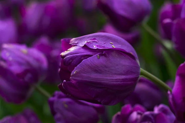 Felder Auf Denen Rosa Und Lila Tulpen Blühen Tulpenfeld Feld — Stockfoto