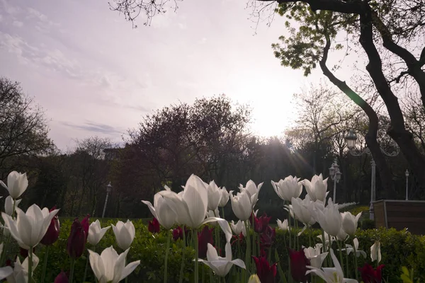 Flower tulips background. Beautiful view of white tulips under sunlight landscape at the middle of spring or summer.