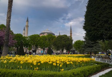 Sultahahmet Meydanı'nda Lale Festivali. İstanbul'da Laleler ve Sultanahmet Camii. Fotoğraf 21 Nisan 2017 tarihinde İstanbul, Türkiye
