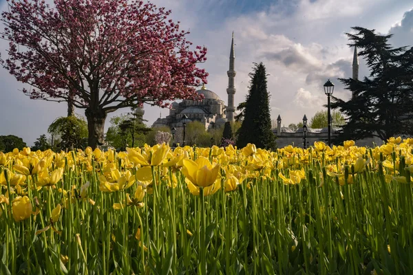 Tulip Fesztivál Sultahahmet Téren Tulipánok Kék Mecset Isztambulban Fénykép Elvett — Stock Fotó