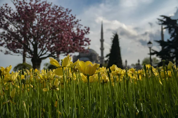 Tulip Festival in Sultahahmet Square. Tulips and Blue Mosque in Istanbul. Photo taken on 21st April 2017, stanbul, Turkey
