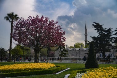 Sultahahmet Meydanı'nda Lale Festivali. İstanbul'da Laleler ve Sultanahmet Camii. Fotoğraf 21 Nisan 2017 tarihinde İstanbul, Türkiye