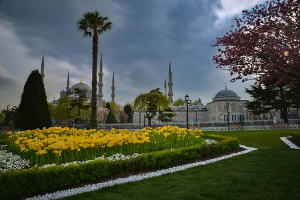 Sultahahmet Meydanı'nda Lale Festivali. İstanbul'da Laleler ve Sultanahmet Camii. Fotoğraf 21 Nisan 2017 tarihinde İstanbul, Türkiye