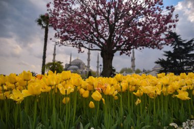 Sultahahmet Meydanı'nda Lale Festivali. İstanbul'da Laleler ve Sultanahmet Camii. Fotoğraf 21 Nisan 2017 tarihinde İstanbul, Türkiye