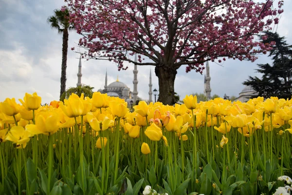Фестиваль Тюльпанов Площади Султахахмет Тюльпаны Голубая Мечеть Стамбуле Фотография Сделана — стоковое фото