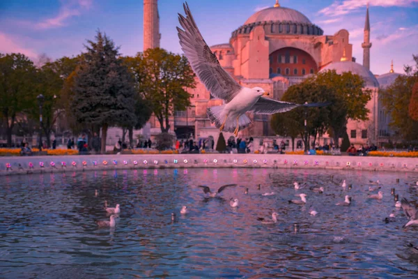 Gabbiano Che Vola Vicino Hagia Sophia Istanbul — Foto Stock