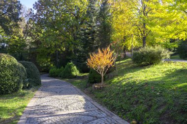 Atatürk Arboretum Parkı 'nda orman yolunun güzel manzarası