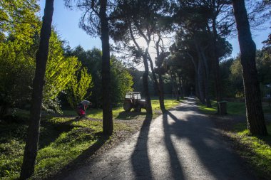 Arboretum Yolunda Dua Eden Adam ve İstanbul Atatürk Arboretum'da eski traktör. Fotoğraf 31 Ekim 2017 tarihinde İstanbul, Türkiye