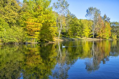Arboretum ağaçların bir arka plan üzerinde göl ve kuğu görüntü