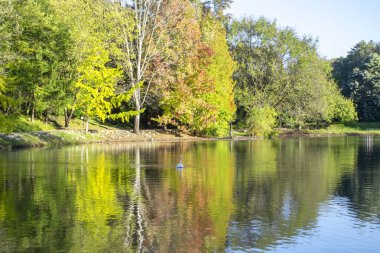 Arboretum ağaçların bir arka plan üzerinde göl ve kuğu görüntü