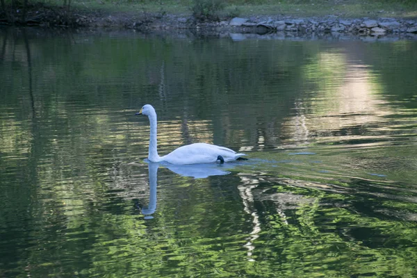Cisne Branco Lago Arberotum — Fotografia de Stock