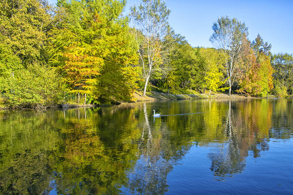 Изображение озера и лебедей на фоне деревьев в дендрарии

