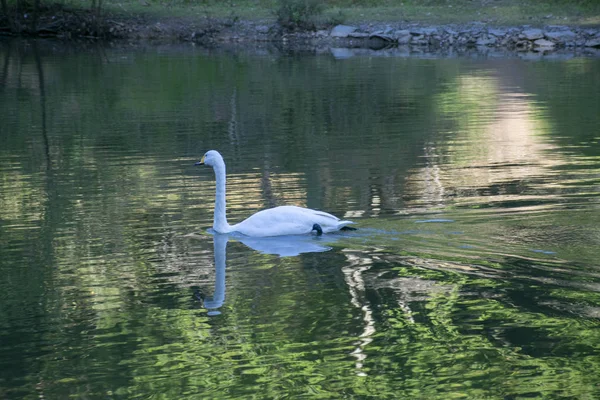 White Swan Lake Arberotum — Stock Photo, Image