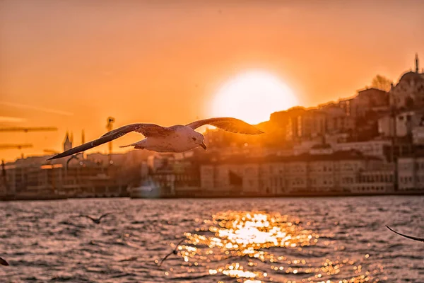 Bosporus Szene Mit Einer Möwe Die Bei Sonnenuntergang Fliegt — Stockfoto