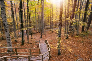 Yedigoller Ulusal Parkı 'nın güzel sonbahar manzarası. Ağaçların yansıması. Renkli yapraklar. Düşen yapraklar. Ahşap merdivenler. Fotoğraf: 10 Kasım 2018 Yedigoller
