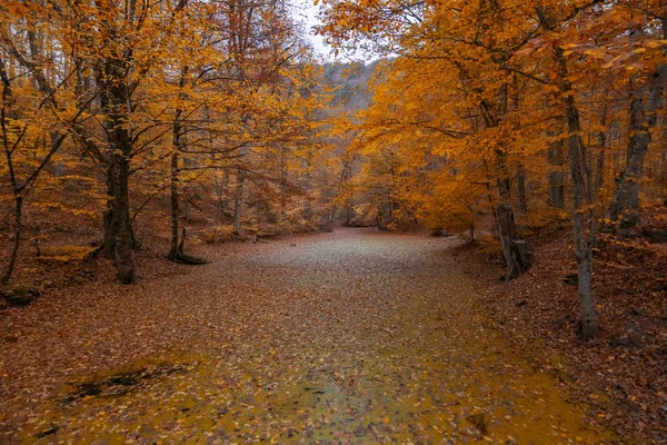 Yedigoller Ulusal Parkı 'nın güzel sonbahar manzarası. Ağaçların yansıması. Renkli yapraklar. Düşen yapraklar. Ahşap merdivenler. Fotoğraf: 10 Kasım 2018 Yedigoller