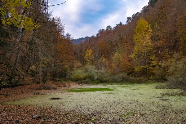 Yedigoller Ulusal Parkı 'nın güzel sonbahar manzarası. Ağaçların yansıması. Renkli yapraklar. Düşen yapraklar. Ahşap merdivenler. Fotoğraf: 10 Kasım 2018 Yedigoller