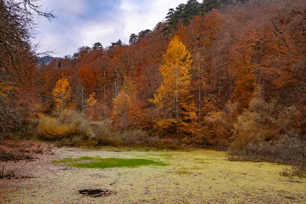 Yedigoller Ulusal Parkı 'nın güzel sonbahar manzarası. Ağaçların yansıması. Renkli yapraklar. Düşen yapraklar. Ahşap merdivenler. Fotoğraf: 10 Kasım 2018 Yedigoller
