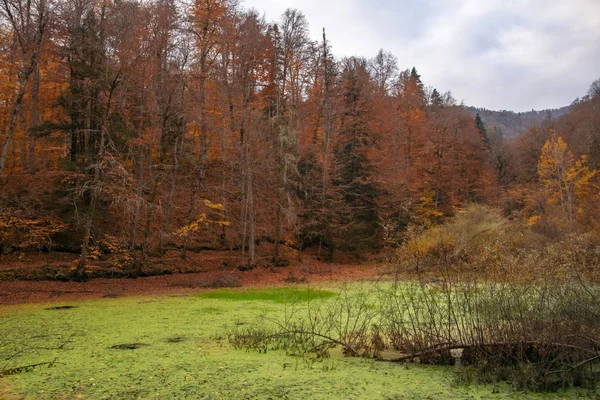 Vacker Höst Utsikt Över Yedigoller Nationalpark Reflektion Träd Färgade Blad — Stockfoto