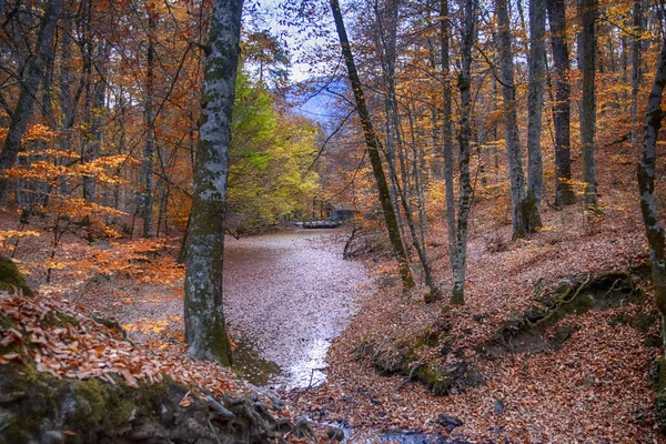 Όμορφη Θέα Φθινόπωρο Του Yedigoller Εθνικό Πάρκο Αντανάκλαση Των Δέντρων — Φωτογραφία Αρχείου