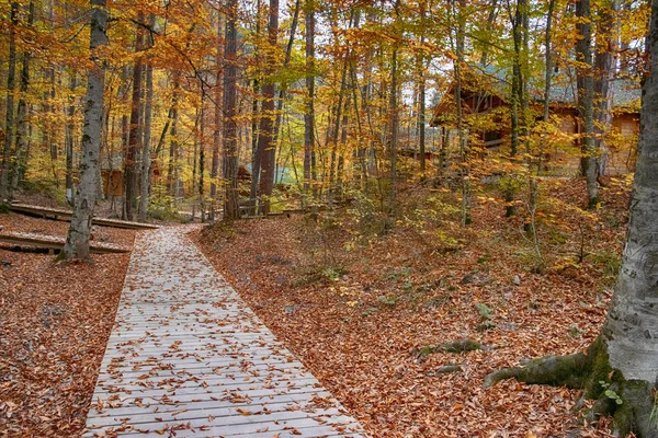 Yedigoller Ulusal Parkı 'nın güzel sonbahar manzarası. Ağaçların yansıması. Renkli yapraklar. Düşen yapraklar. Ahşap merdivenler. Fotoğraf: 10 Kasım 2018 Yedigoller