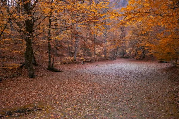 Belle Vue Automne Sur Parc National Yedigoller Reflet Des Arbres — Photo