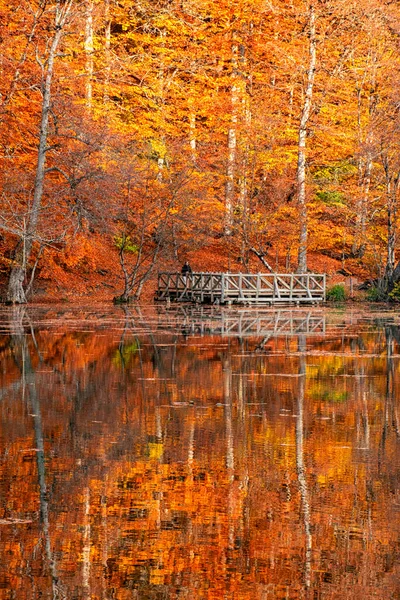 Herfst Kleuren Kleurrijke Gevallen Bladeren Het Meer Prachtig Landschap Natonial — Stockfoto
